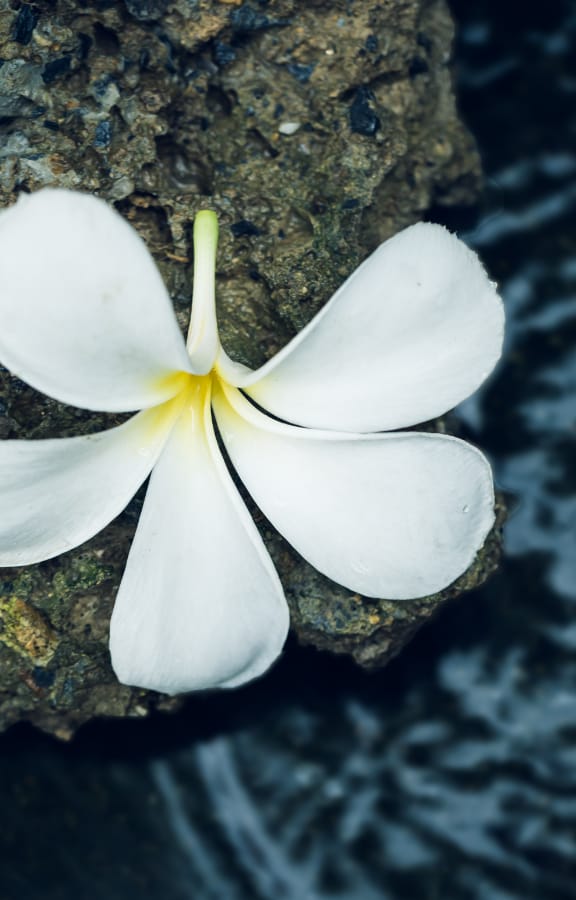 Flower pedals sitting on a rock